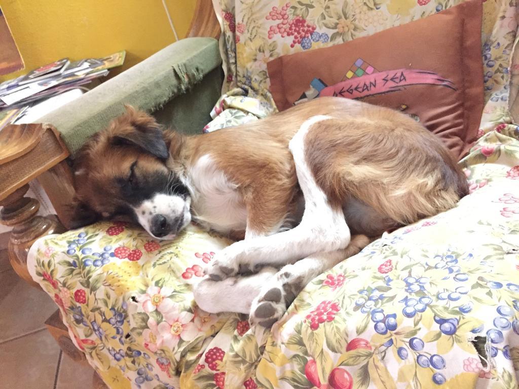 Mi Casa Es Tu Casa - Shkodra Backpackers Hostel Ngoại thất bức ảnh