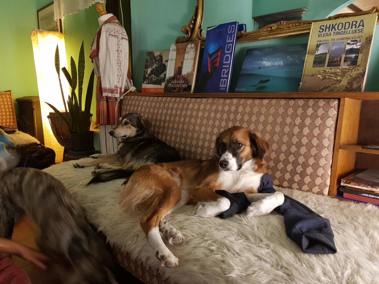 Mi Casa Es Tu Casa - Shkodra Backpackers Hostel Ngoại thất bức ảnh